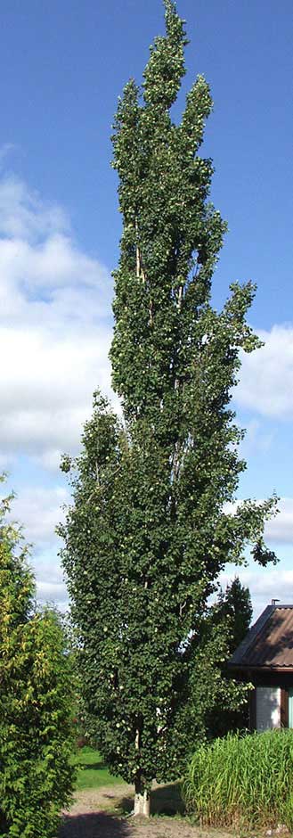 Pylv&auml;shaapa